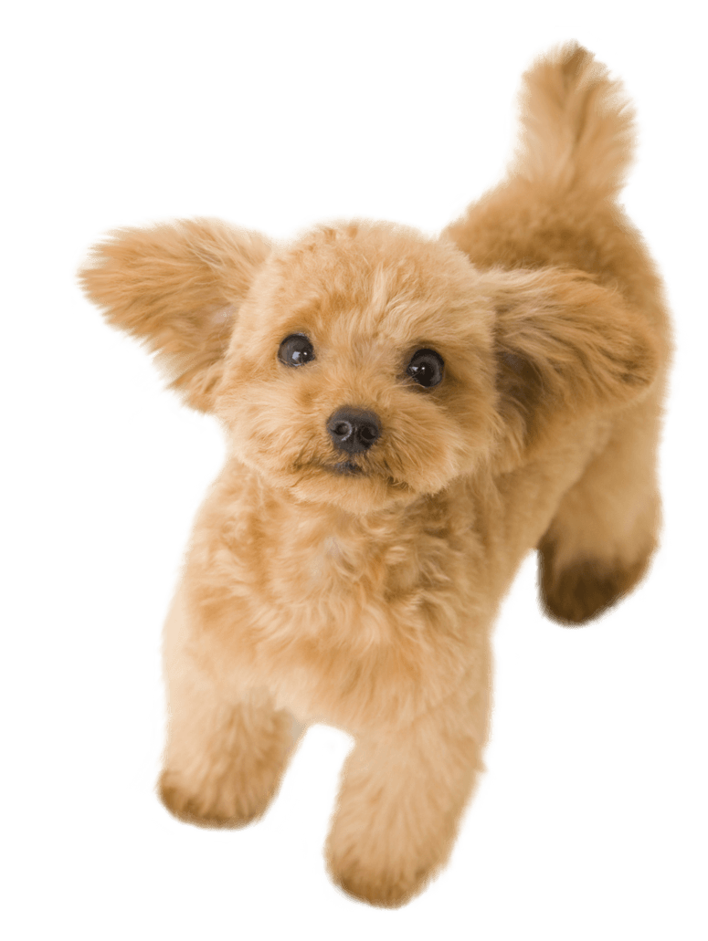 Perro feliz después del grooming profesional en Pelucan